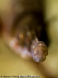 A Little Pacific Bay Pipefish bokeh shot! by Marc Damant 